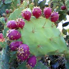 OPUNTIA STRICTA