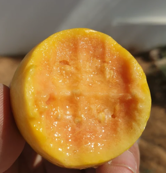 PSDIUM GUAJAVA ARANCIONE (GUAVA ORANGE)