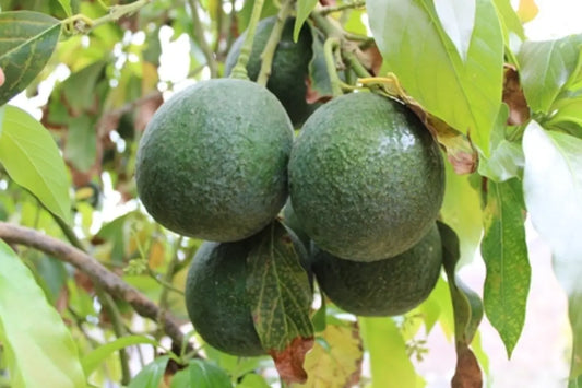 PERSEA AMERICANA VAR. OROTAVA (AVOCADO) - GRUPPO B