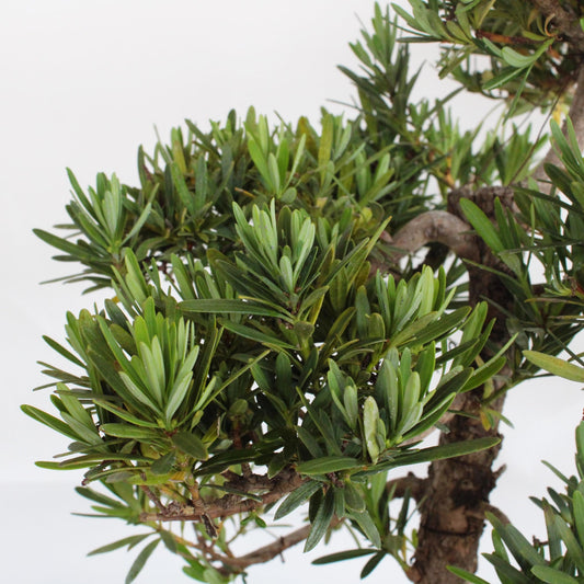 PODOCARPUS MACROPHYLLUS (YEW PLUM PINE - BUDDHIST PINE)