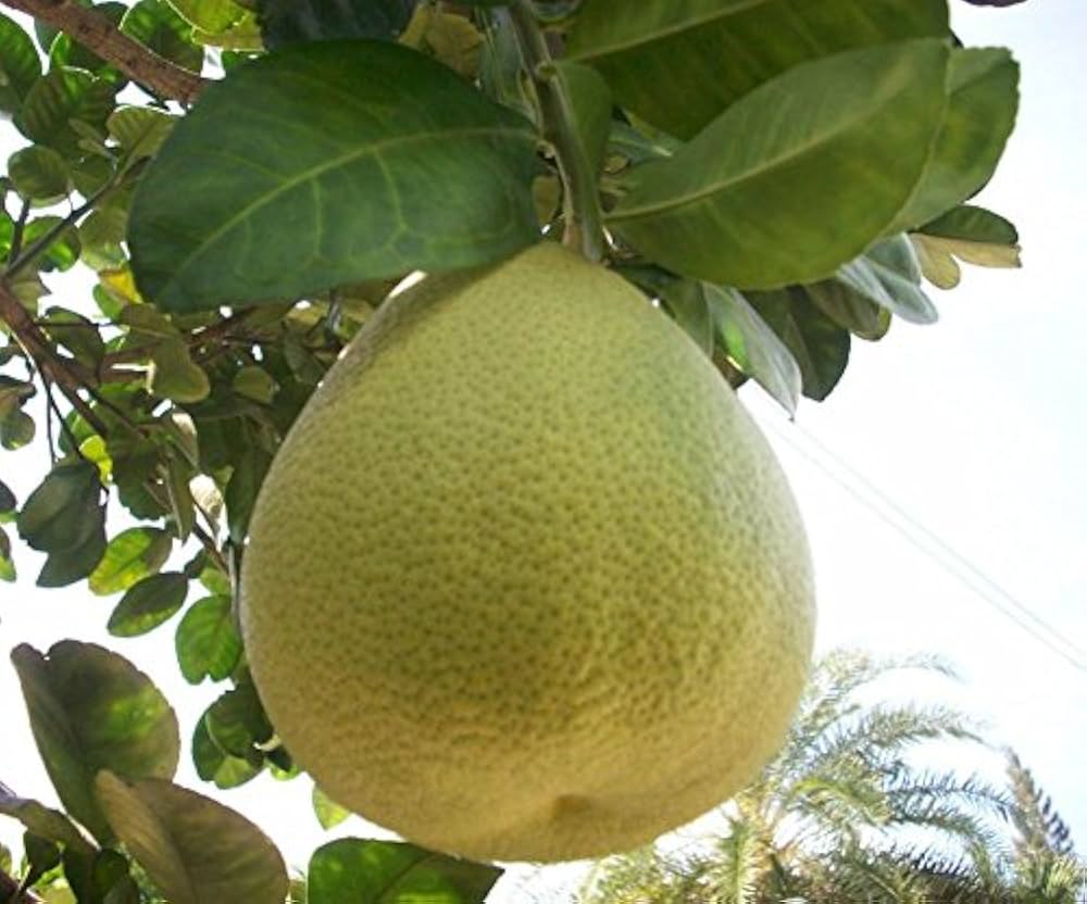 CITRUS MAXIMA  (POMELO)
