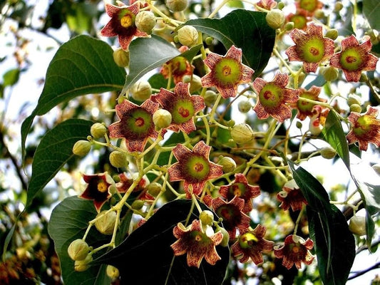 CEIBA SPECIOSA (CHORISIA - BOTTLE TREE)