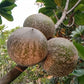 POUTERIA VIRIDIS (ZAPOTE VERDE)