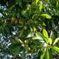 POUTERIA VIRIDIS (ZAPOTE VERDE)