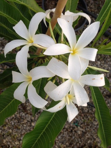 PLUMERIA RUBRA PRAKAIKEW