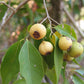 PSIDIUM SARTORIANUM  (ARRAYAN - GUAYABILLO)