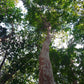 PSIDIUM SARTORIANUM  (ARRAYAN - GUAYABILLO)
