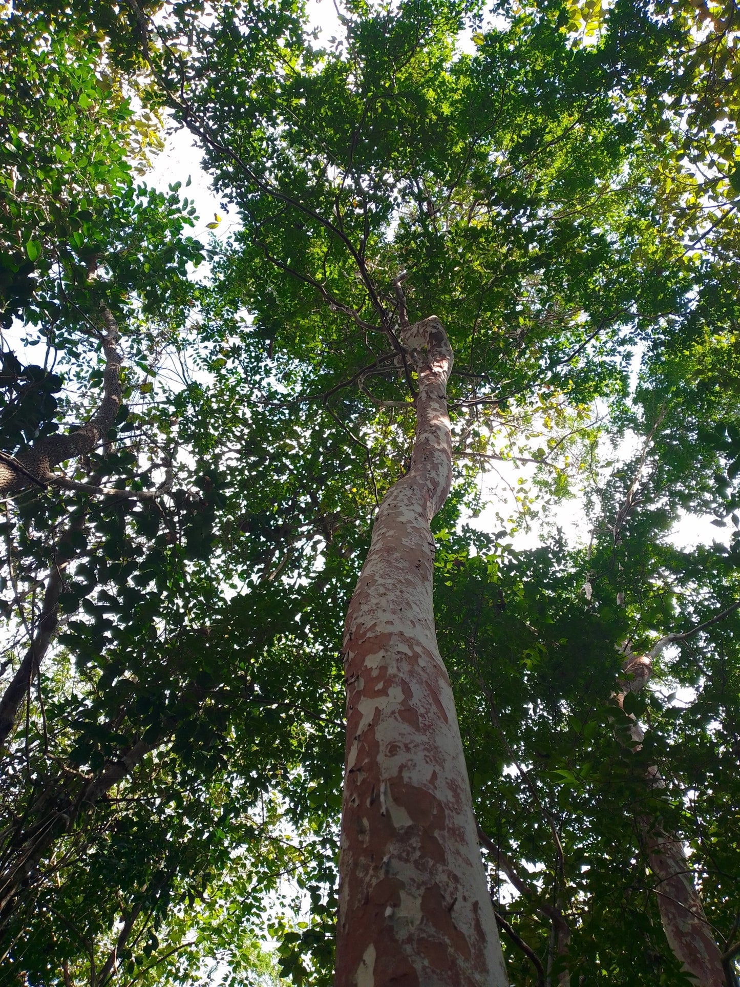 PSIDIUM SARTORIANUM  (ARRAYAN - GUAYABILLO)