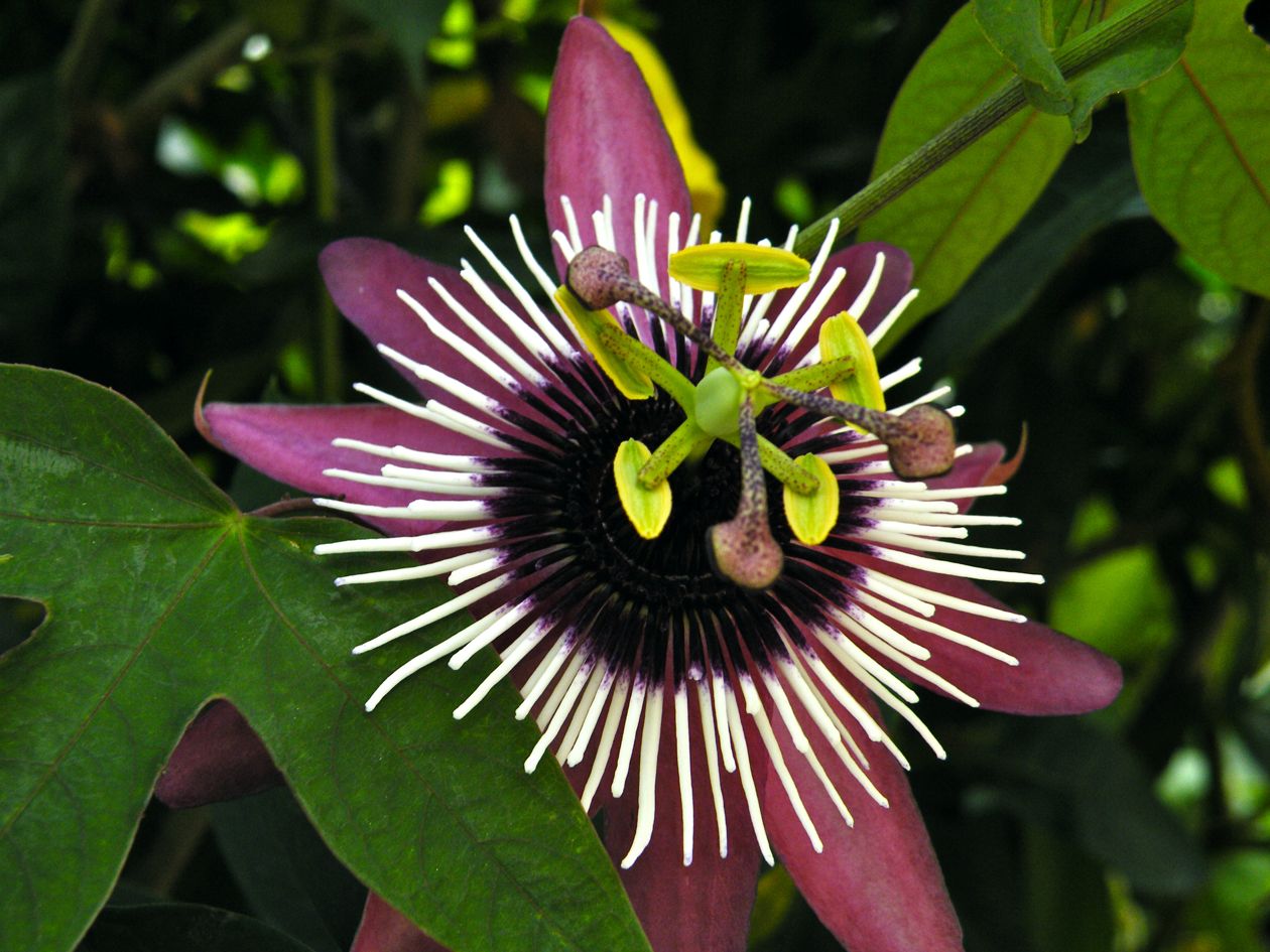 PASSIFLORA X VIOLACEA