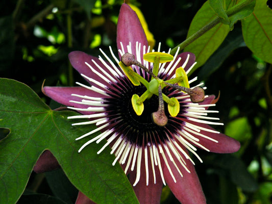 PASSIFLORA X VIOLACEA