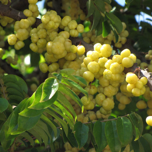 PHYLLANTHUS ACIDUS (UVA SPINA MALESE - UVA SPINA DI TAHITI)