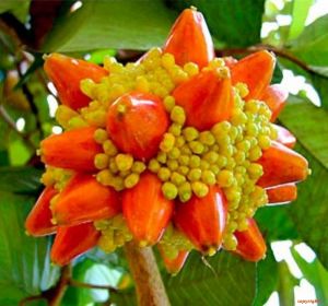 ARTOCARPUS HETEROPHYLLUS ORANGE FRUIT (JACKFRUIT)