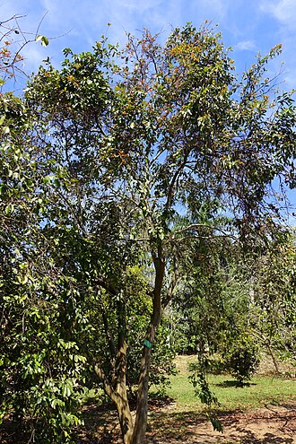 PSIDIUM FRIEDRICHSTHALIANUM (CAS)
