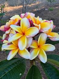 PLUMERIA RUBRA RAINBOW 36