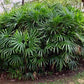 RHAPIS EXCELSA