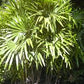 RHAPIS EXCELSA
