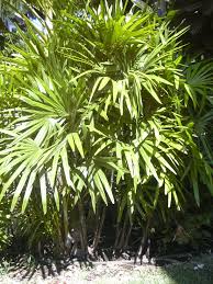 RHAPIS EXCELSA