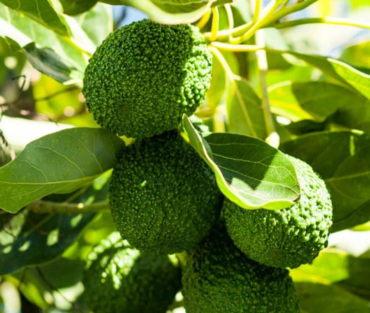 PERSEA AMERICANA VAR. RINCON (AVOCADO) - GRUPPO A