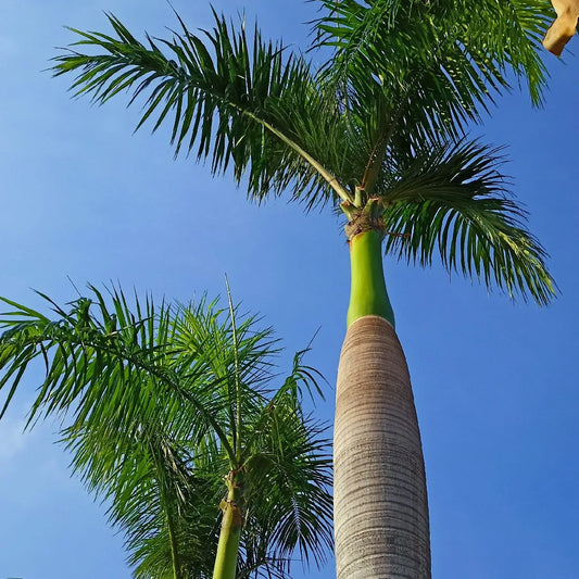 ROYSTONEA REGIA (PALMA REALE CUBANA)