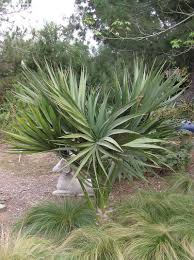 SABAL ETONIA (PALMA NANA)