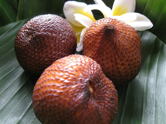 ANACARDIUM OCCIDENTALE (CASHWHEEL)