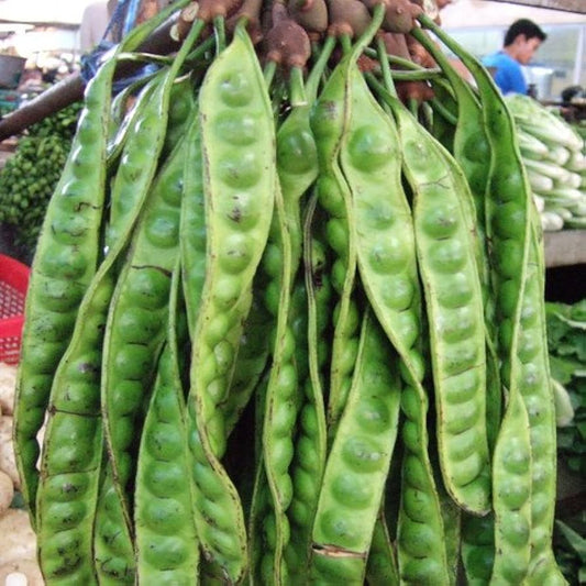 TAMARINDUS INDICA (TAMARIND)