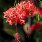 HIBISCUS SCHIZOPETALUS (IBISCO LANTERNA GIAPPONESE)