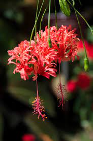 HIBISCUS SCHIZOPETALUS (IBISCO LANTERNA GIAPPONESE)