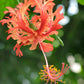 HIBISCUS SCHIZOPETALUS (IBISCO LANTERNA GIAPPONESE)