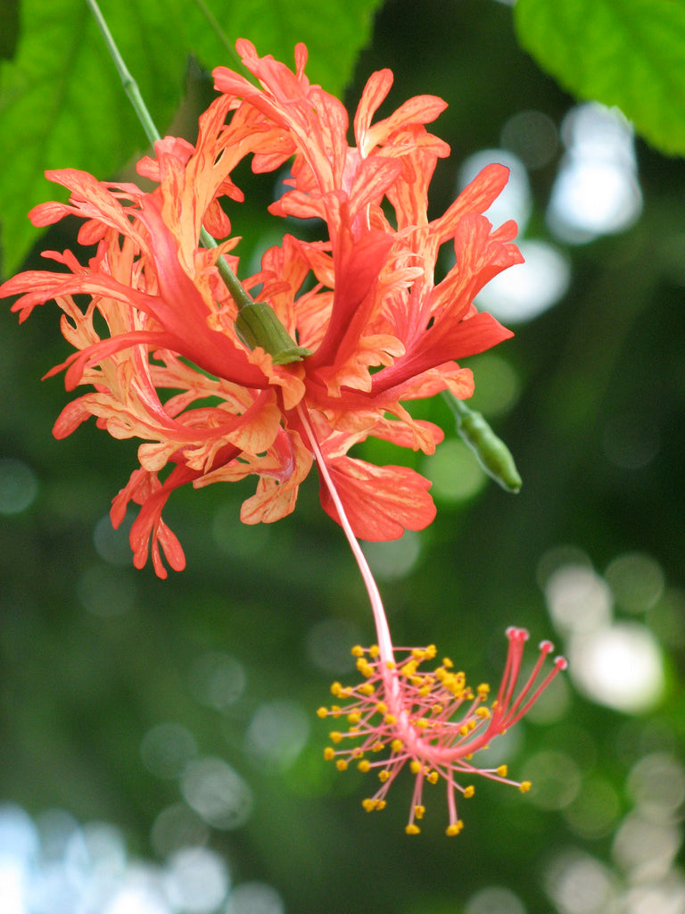 HIBISCUS SCHIZOPETALUS (IBISCO LANTERNA GIAPPONESE)