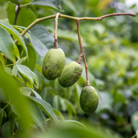 SPONDIAS MOMBIN (SPONDIA)