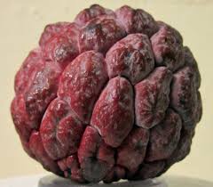 ANNONA SQUAMOSA "ISAN INDIGO" (PURPLE SUGAR APPLE)