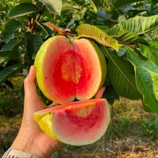PSDIUM GIANT GUAJAVA BANKGOK