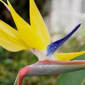 STRELITZIA REGINAE MANDELA’S GOLD (UCCELLO DEL PARADISO)