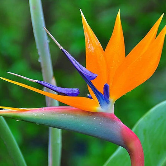 STRELITZIA REGINAE (UCCELLO DEL PARADISO)