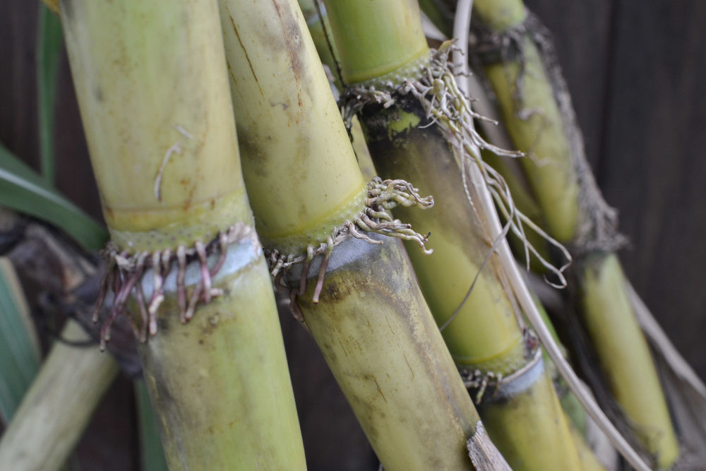 SACCHARUM OFFICINARUM (SUGAR CANE)