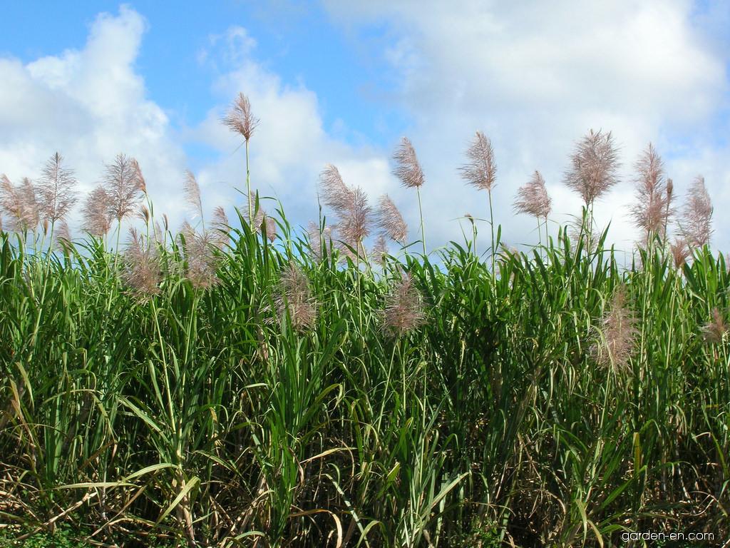 SACCHARUM OFFICINARUM  (CANNA DA ZUCCHERO)