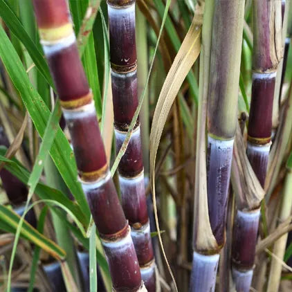 SACCHARUM OFFICINARUM "BLUE RIBBON" (CANNA DA ZUCCHERO VIOLA)