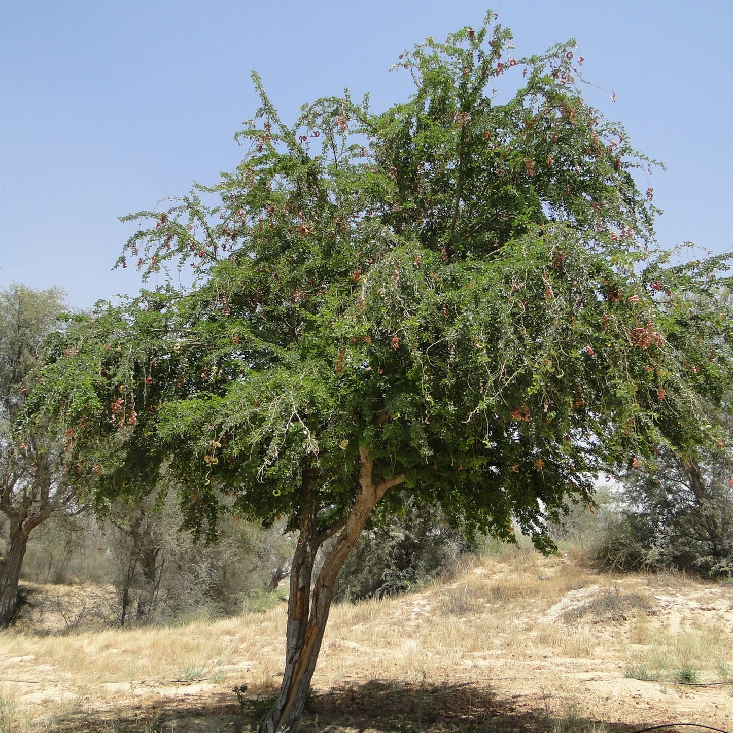 TAMARINDUS INDICA (TAMARIND)