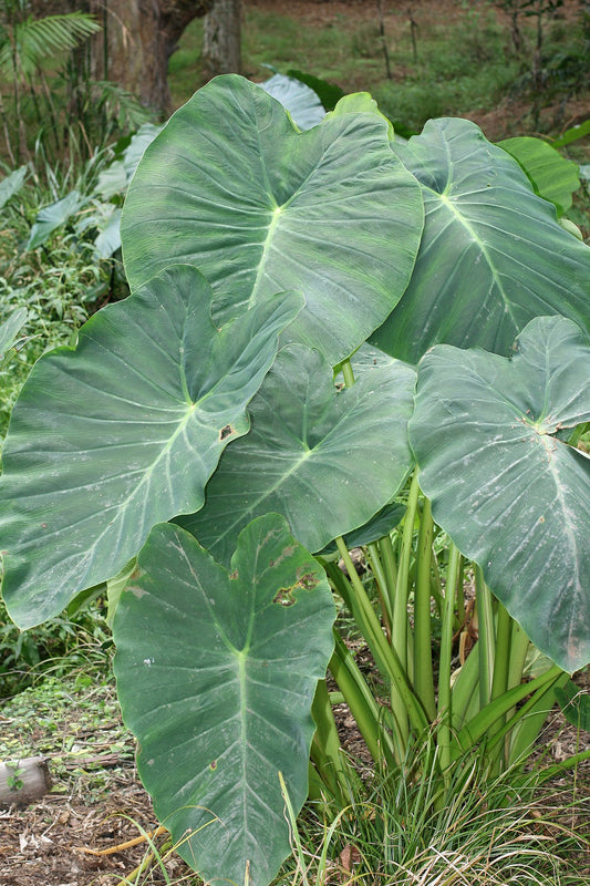 COLOCASIA ESCULENTA (TARO - ORECCHIA DI ELEFANTE)