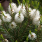 MELALEUCA ALTERNIFOLIA (TEA TREE)
