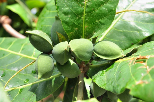 CEIBA SPECIOSA (CHORISIA - BOTTLE TREE)