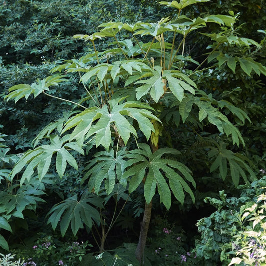 TETRAPANAX PAPYRIFER (PIANTA DELLA CARTA DI RISO)