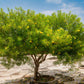 THEVETIA PERUVIANA /CASCABELA THEVETIA (OLEANDRO GIALLO)