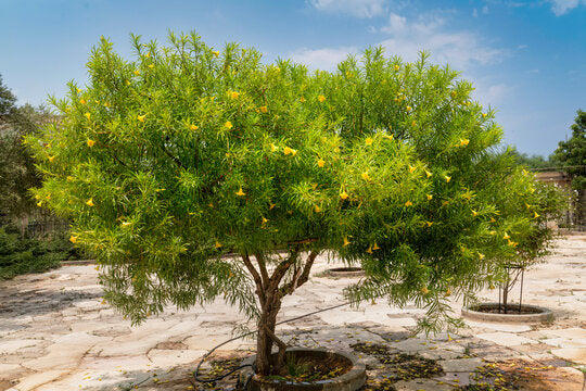 THEVETIA PERUVIANA /CASCABELA THEVETIA (OLEANDRO GIALLO)