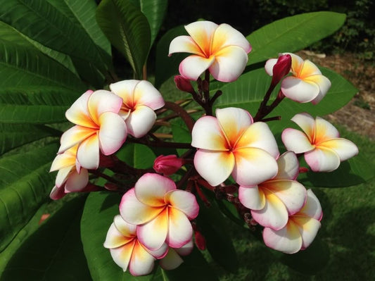 PLUMERIA RUBRA THUMBALINA