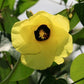 HIBISCUS TILIACEUS (IBISCO DI MARE)
