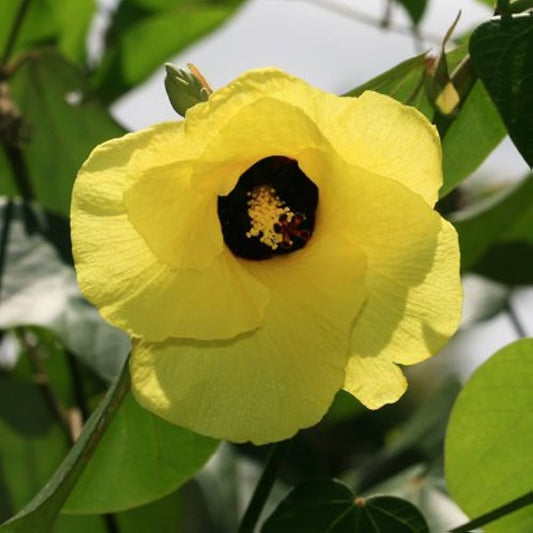 HIBISCUS TILIACEUS (IBISCO DI MARE)