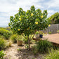 HIBISCUS TILIACEUS (IBISCO DI MARE)