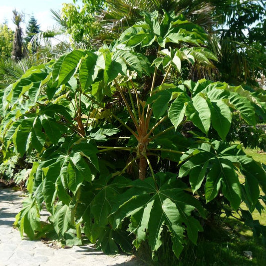 TETRAPANAX PAPYRIFER "T-REX" (PIANTA DELLA CARTA DI RISO)